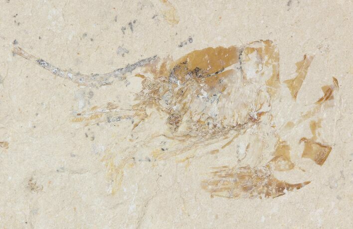 Cretaceous Fossil Shrimp - Lebanon #48580